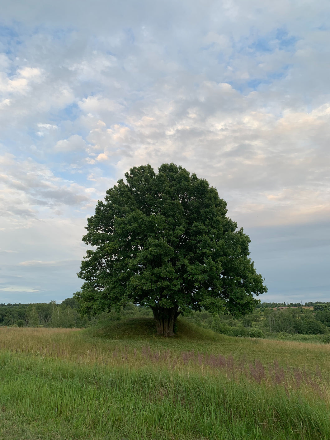 Baum pflanzen: Eiche